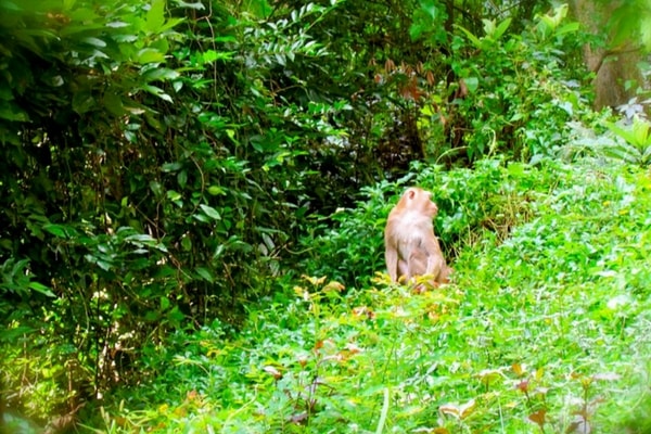 Monkey Hill - Things To Do In Phuket Monkey Hill - Things To Do In Phuket