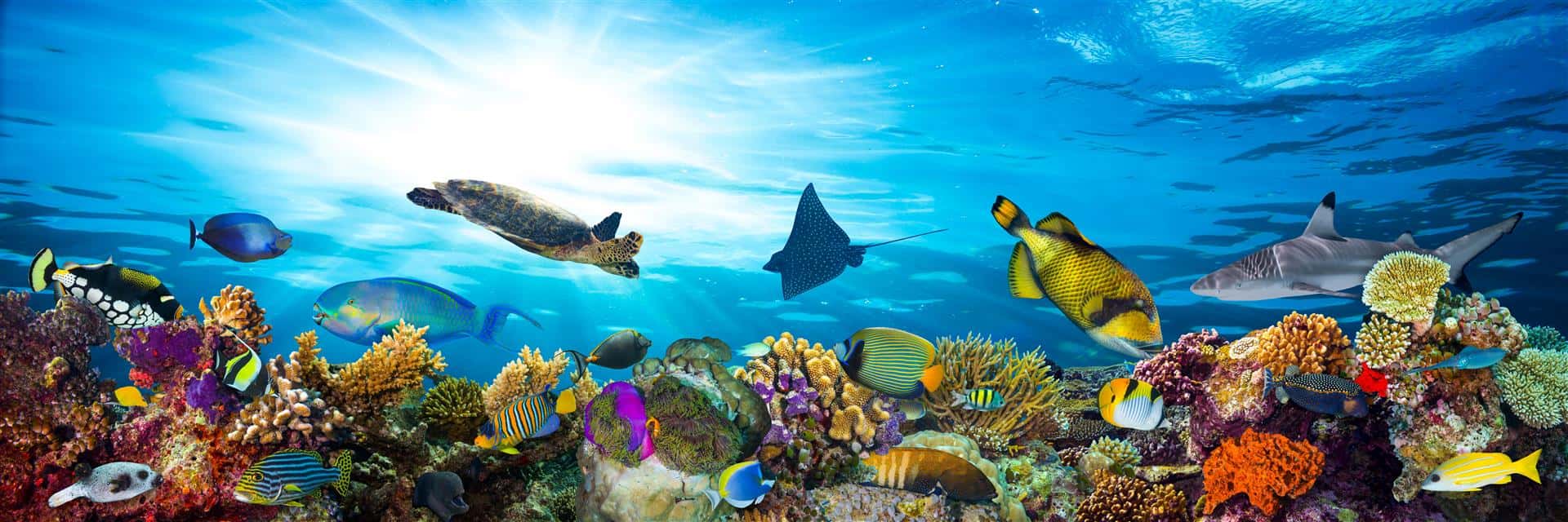 Aquarium in Andaman