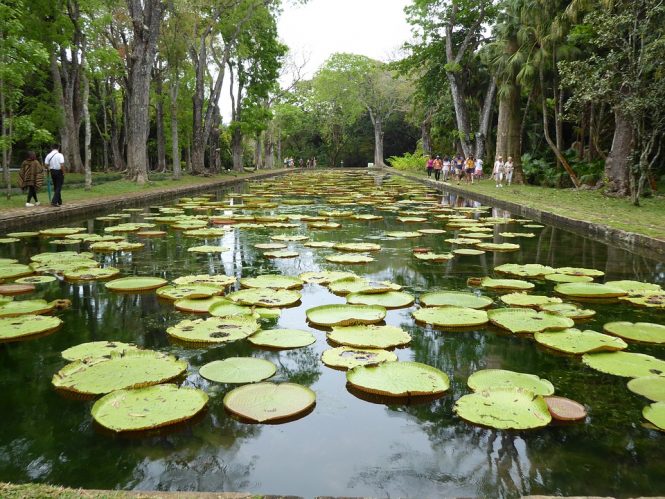 Pamplemousses Botanical Garden Pamplemousses Botanical Garden