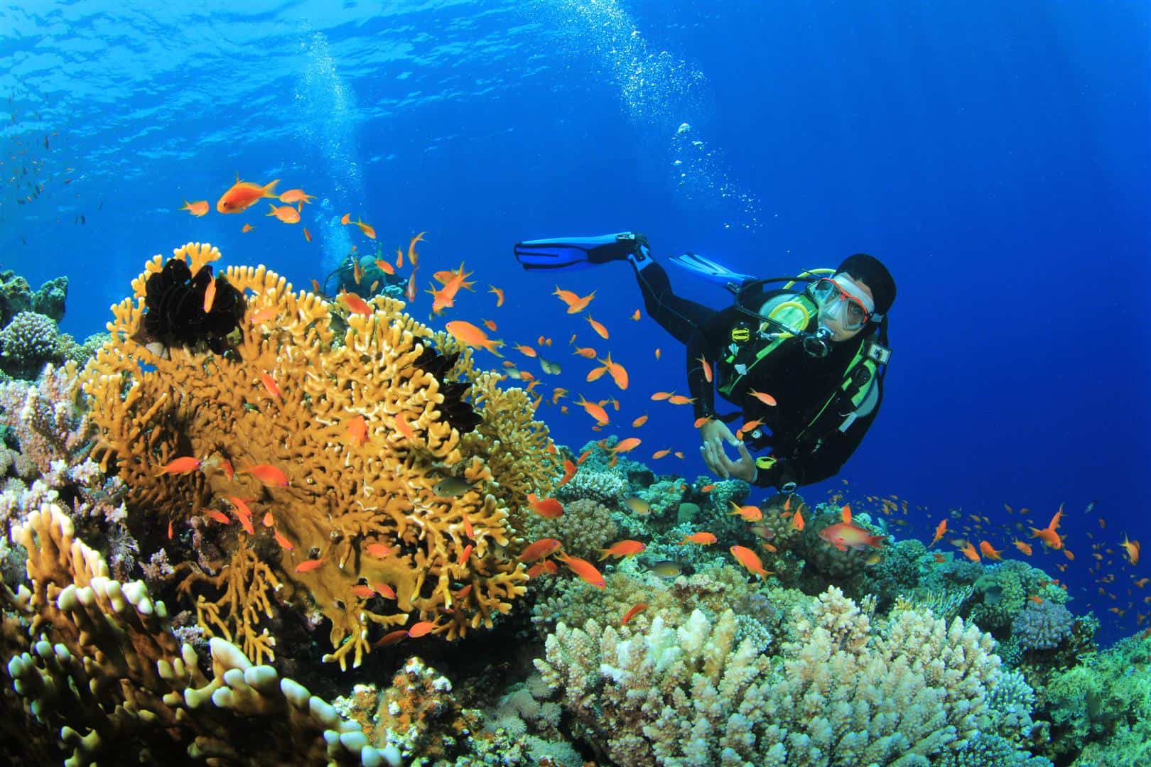 Scuba diving with Dugongs