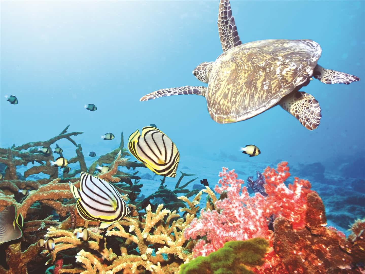 Sea Turtles at Barracuda City