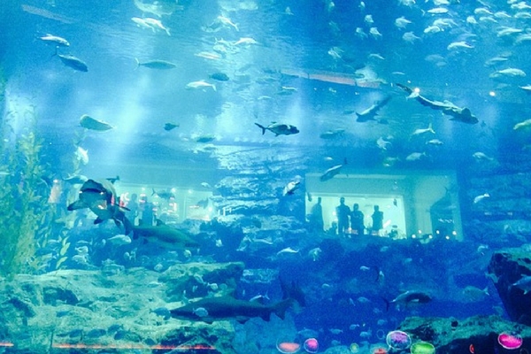 20 Free Things To Do In Dubai Dubai Aquarium