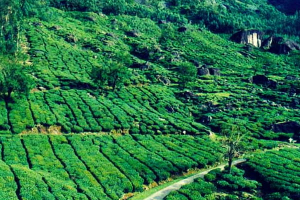 Pullumedu, Thekkady
