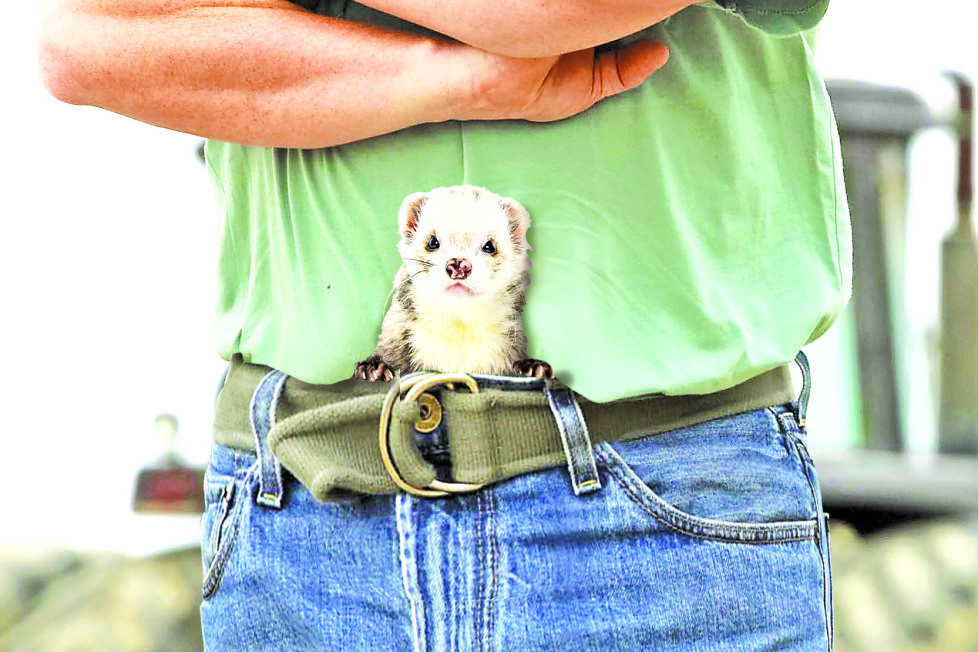 Ferret legging