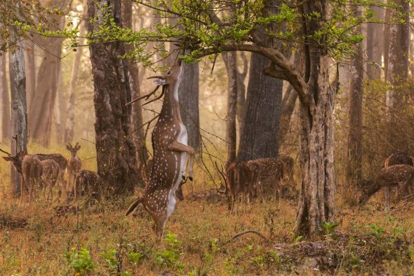 Top 10 Holidays In India For Adventure Lovers Mysore holidays