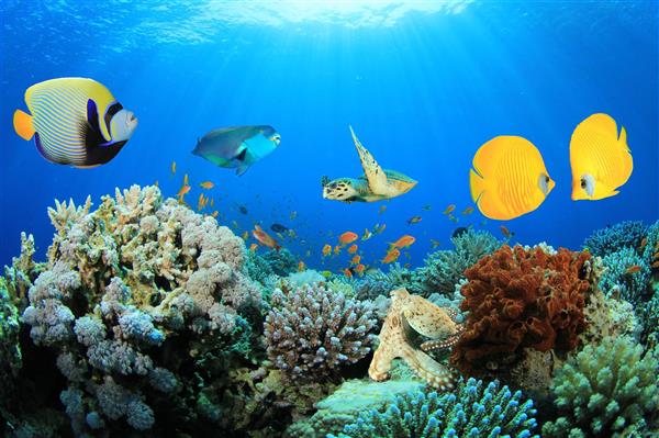 Banana Reef Banana Reef, Maldives