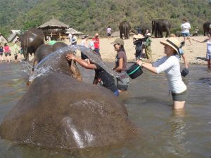 Elephant village - Top 10 Things to do in Pattaya Elephant village - Top 10 Things to do in Pattaya