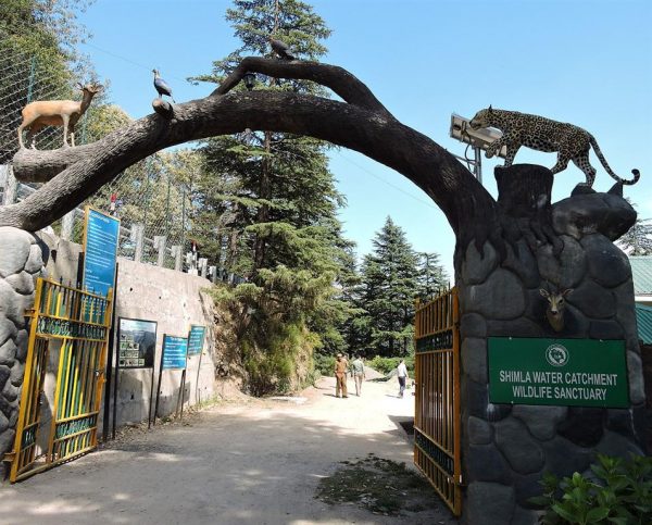 Bird watching at Shimla Water Catchment Sanctuary Shimla Water Catchment Sanctuary, Shimla