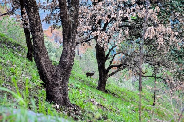 Top 50 Hill Stations in India