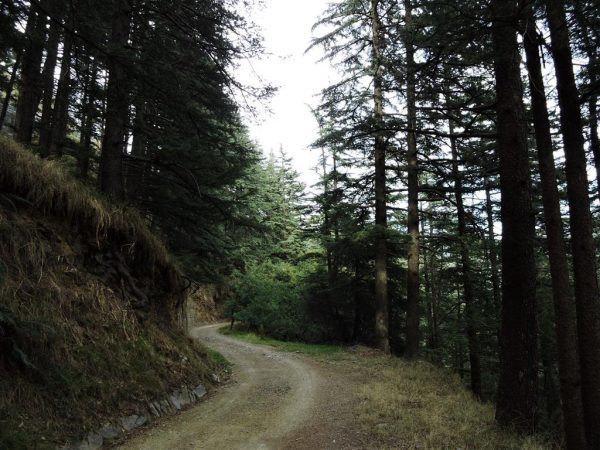 Pine forest - Shimla Pine forest, Shimla