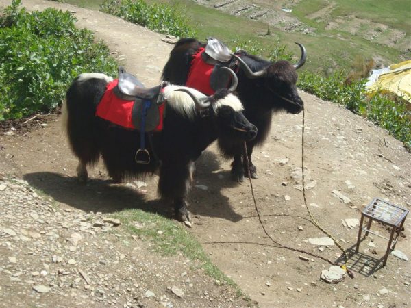 Sightseeing and Yaks at Green Valley Yaks at Green Valley, Shimla