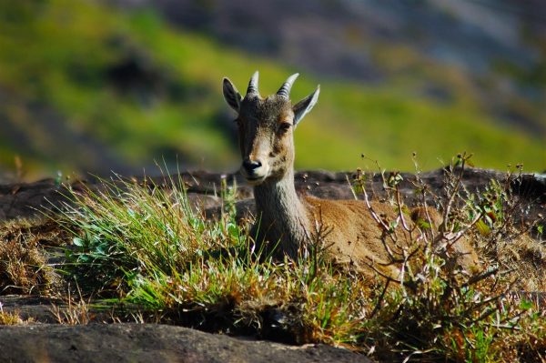 12 Stunning Places To Visit In Munnar - The Switzerland of South India Nilgiri Tahr in Eravikulam National Park