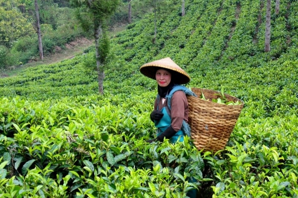 Tea-growing Region, North East India Tea-growing Region, North East India