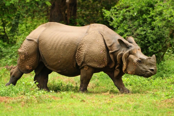 Rhinos, North East India Rhinos, North East India