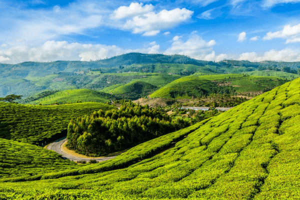 12 Stunning Places To Visit In Munnar - The Switzerland of South India Kolukkumalai Tea Estate - Places to visit in Munnar