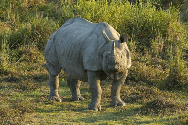 Top 20 Things To Do In Bhutan - The Land of Happiness Royal Manas National Park, Bhutan