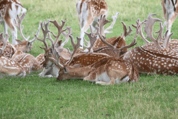 Top 20 Things To Do In Bhutan - The Land of Happiness Deer Park, Bhutan