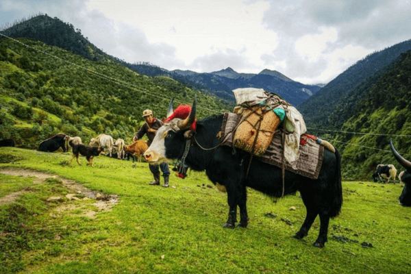 Top 20 Things To Do In Bhutan - The Land of Happiness Sakteng Wildlife Sanctuary, Bhutan