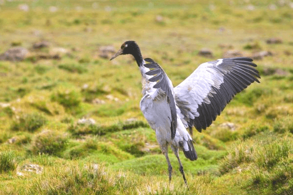 Top 20 Things To Do In Bhutan - The Land of Happiness Phobjikha Valley, Bhutan