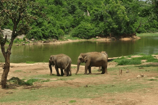 Best Places To Visit In Bangalore - The Silicon Valley of India Bannerghatta National Park, Bangalore