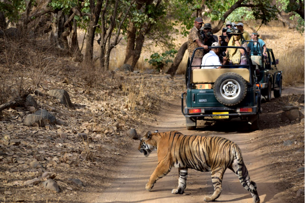 Ranthambhore National Park Rajasthan Ranthambhore National Park Rajasthan