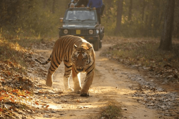 Top 10 Holidays In India For Adventure Lovers Bandhavgarh National Park, India