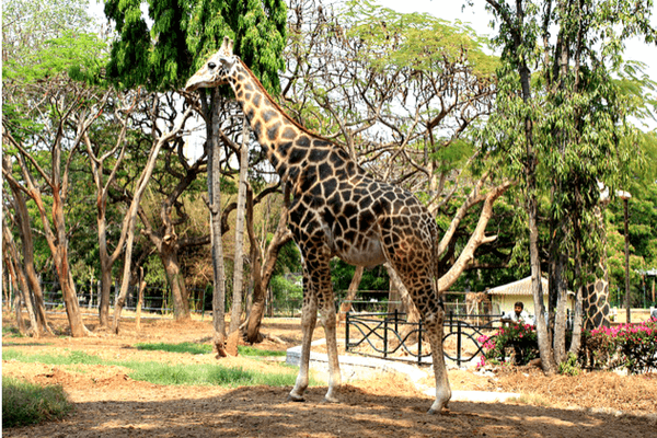10 Incredible Places To Visit In Mysore Mysore Zoo
