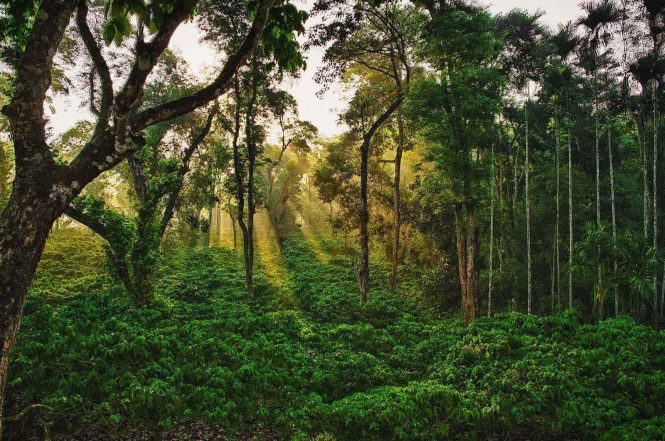20 Places To Visit In Coorg That Are Incredibly Spectacular Chettalli - Places to visit in Coorg