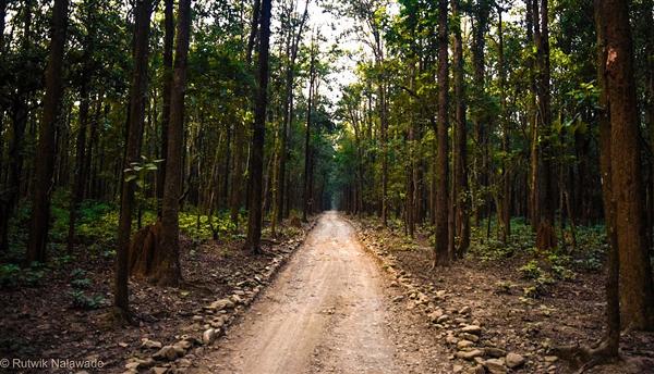 10 Best Getaways to Take a Break From Your Monotonous Life Jim Corbett National Park, Uttarakhand