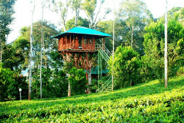 Dream Catcher Plantation Resort, Munnar Dream Catcher Plantation Resort, Amongst Best Tree House Resorts