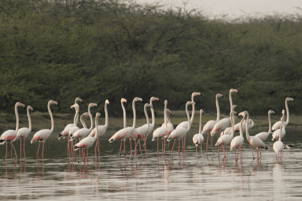 Sur Sarovar Bird Sanctuary Sur Sarovar Bird Sanctuary, Golden Triangle Tour