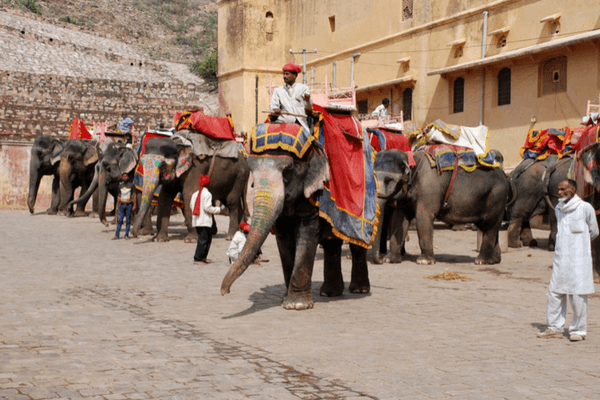 Elephant Farm in Jaipur Elephant Farm in Jaipur, Golden Triangle Tour