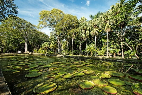Marine life, Mauritius