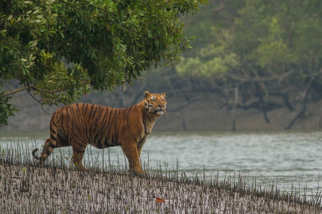 Sundarbans National Park, West Bengal Sundarbans National Park, West Bengal