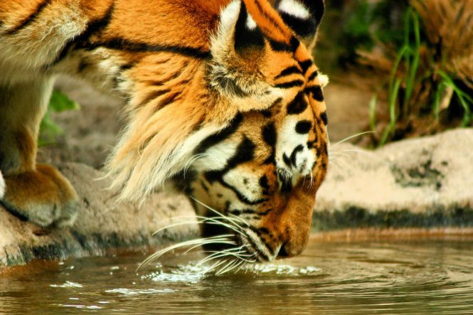 Jim Corbett National Park, Uttarakhand Jim Corbett National Park, Uttarakhand