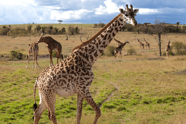 Masai Mara National Park, Kenya, Best Honeymoon Destination Masai Mara National Park, Kenya, Best Honeymoon Destination