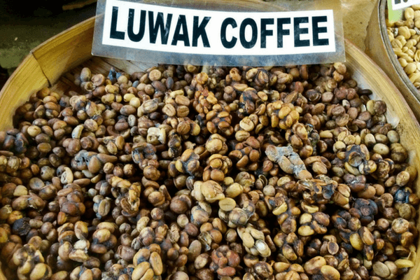Luwak Coffee - Bali Luwak Coffee, Bali