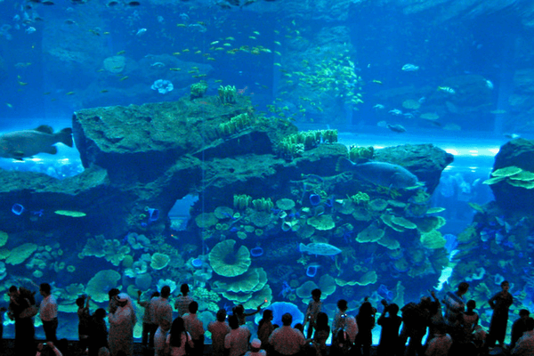 Dubai Mall Aquarium Dubai Mall Aquarium