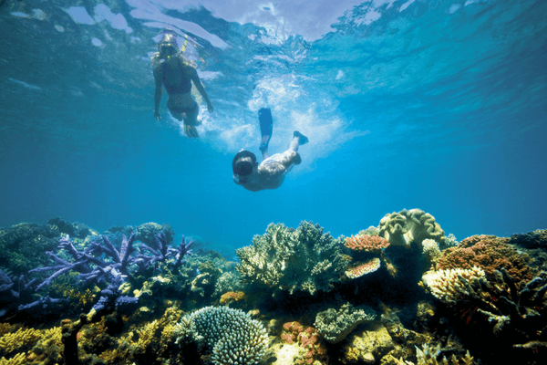 Dive Or Snorkel Among The Riffs - Maldives Diving in Maldives