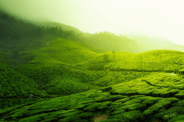 Coorg, Most Romantic Honeymoon Destinations In India Coorg - Most Romantic Honeymoon Destinations In India