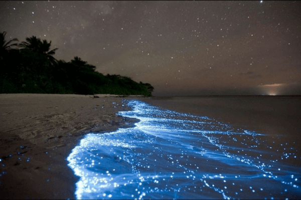 Bioluminescent Beach - Maldives Bioluminescent Beach, Maldives