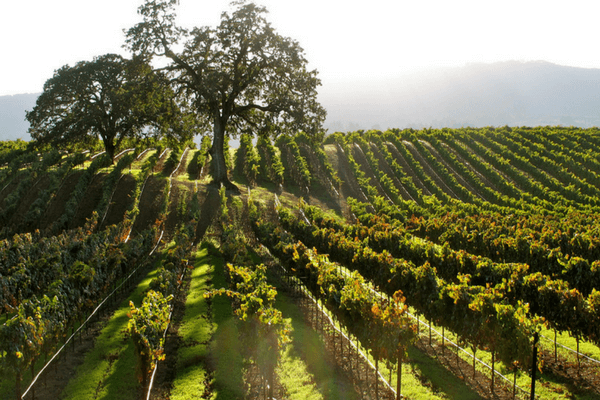 Sonoma, California, Best Honeymoon Destination Sonoma, California, Best Honeymoon Destination