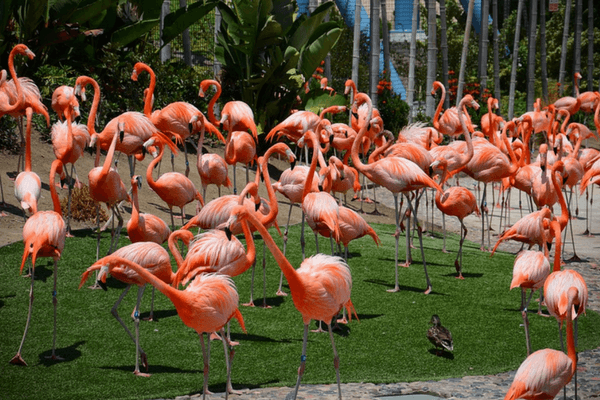 San Diego Zoo San Diego Zoo