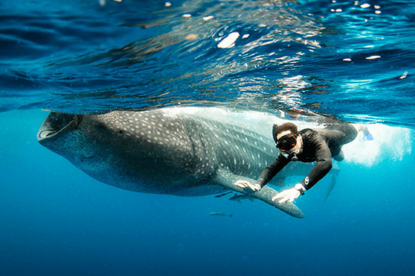James Kelly Swimming With A Whale Shark James Kelly Swimming With A Whale Shark,Inspirational Travel Bloggers In The World