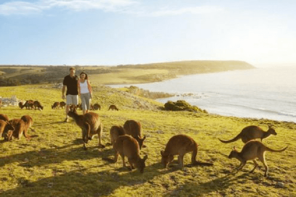 Kangaroo Island- Australia Kangaroo Island, Australia