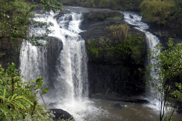 Queensland Rain Forest, Australia Queensland Rain Forest, Australia