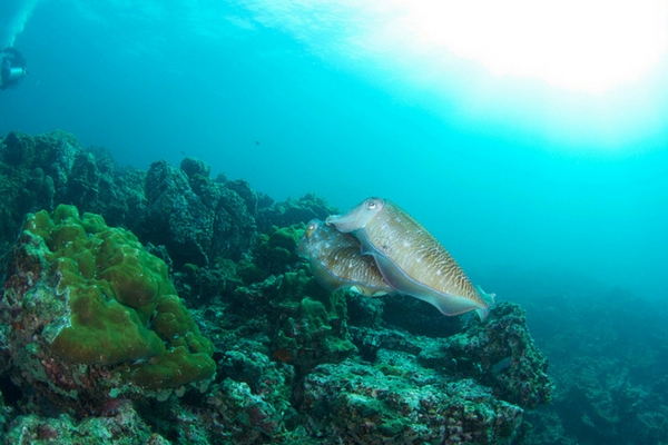 Marine Life Of Hin Bida - 100 Places To Visit In Thailand Marine Life Of Hin Bida - 100 Places To Visit In Thailand