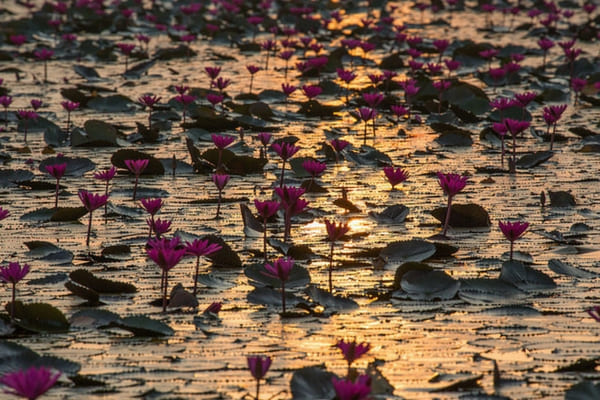 Red Lotus Sea - 100 Places To Visit In Thailand Red Lotus Sea - 100 Places To Visit In Thailand