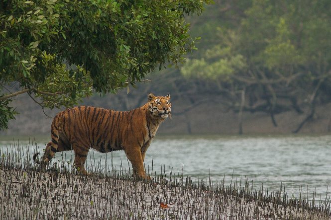 Sundarban - Places to visit in Kolkata Sundarban - Places to visit in Kolkata