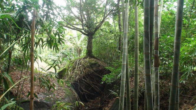 bamboo forest - Wayanad Tourist Places bamboo forest - Wayanad Tourist Places